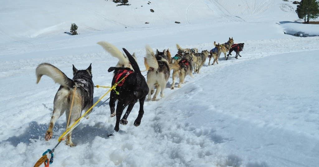 Kızak köpekleriyle kış aktivitesi
